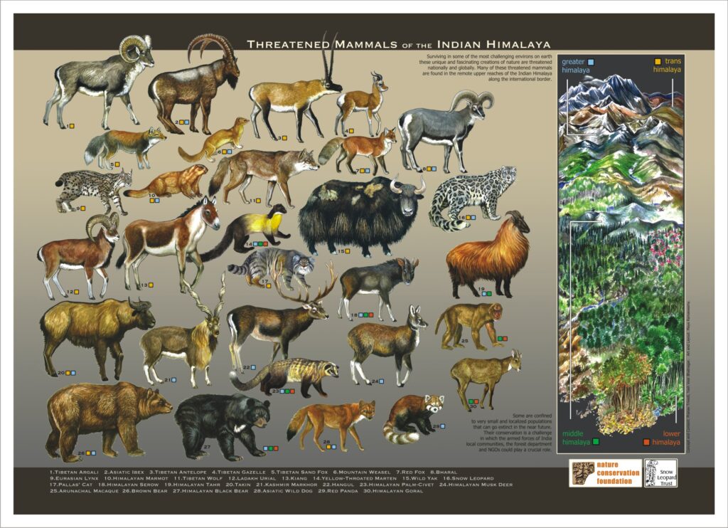 Threatened Mammals of the Indian Himalaya