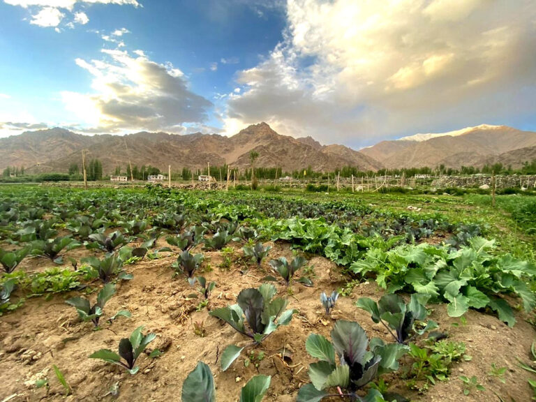 Photo: Dawa Dolma
