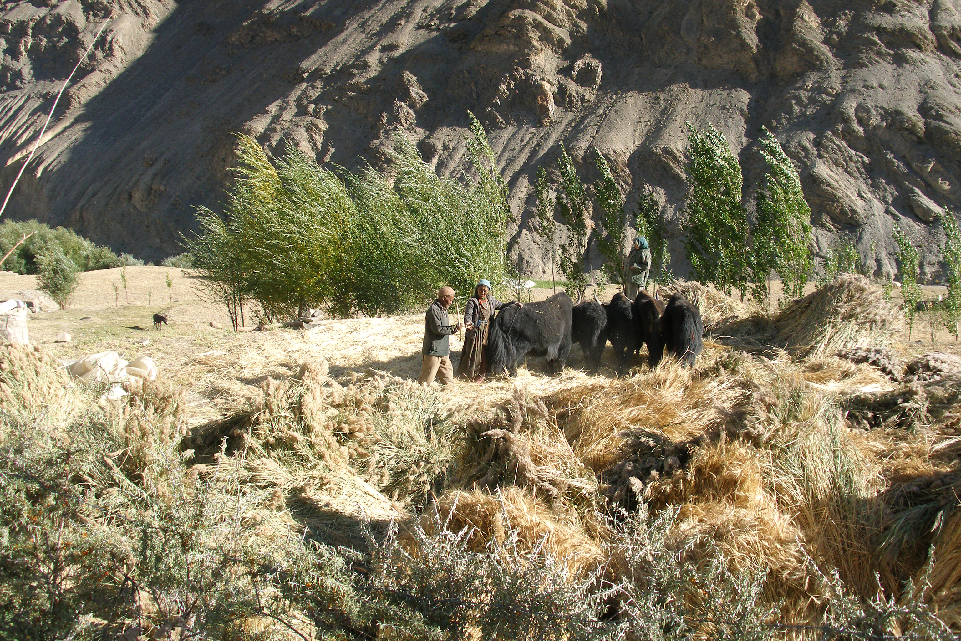 Traditional threshing of harvest in Lamayuru | Photo:Wikimedia Commons