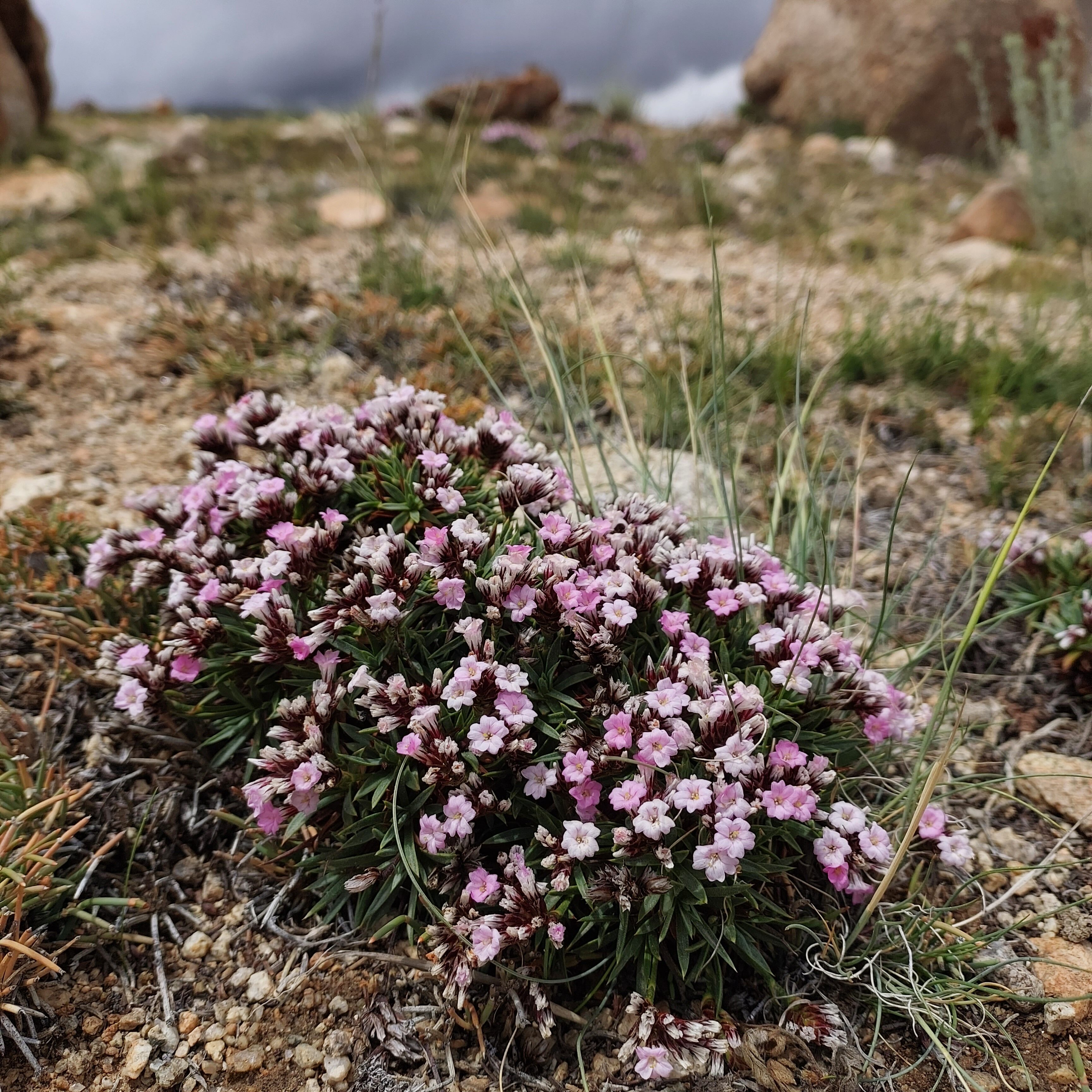 Acontholimon lycopodiodes | Photo: Thinles Chondol