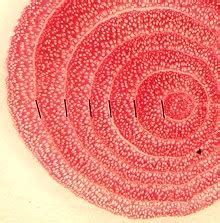 Root cross-section (30 microns) of Penstemon venustus | Photo: Wikimedia commons