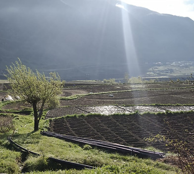 Photo: Potato field in Lahaul (left) Fields in Lahaul (right). Photo Courtesy: Vikram Katoch