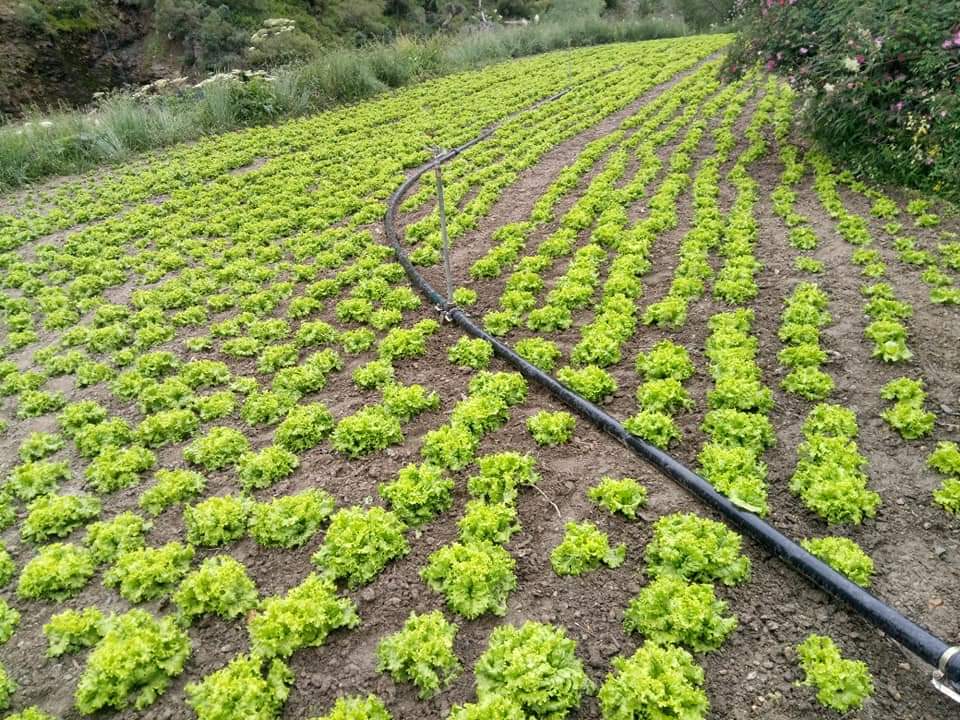 Organically grown iceberg lettuce in Lahaul | Photo: Tashi Angroop