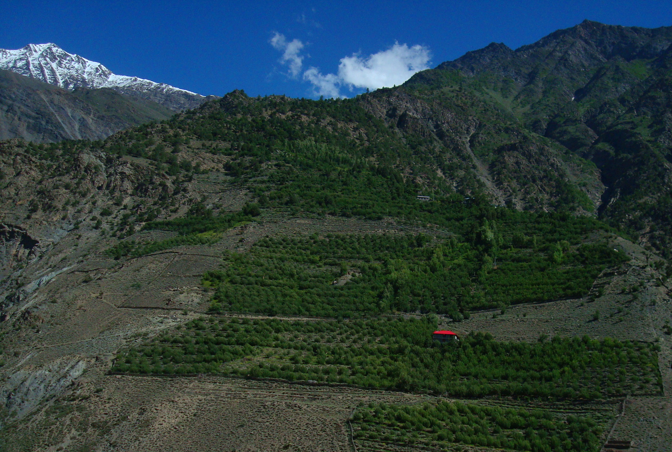 Apple orchards on the hill slopes of Kinnaur | Photo: Wikimedia Commons