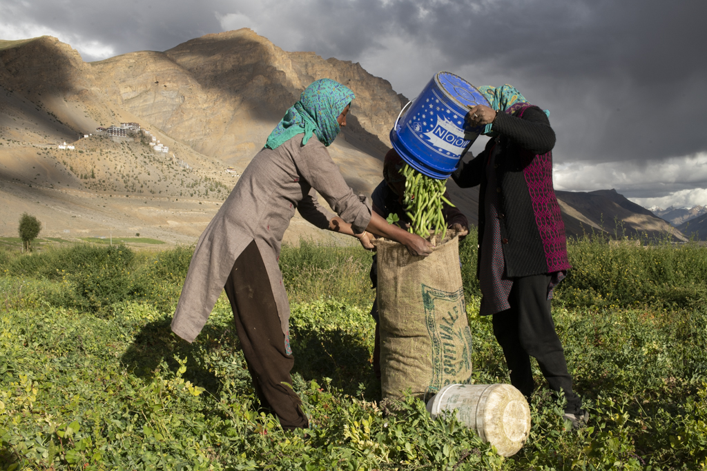 Pea harvest in Kee village | Photo: Prasenjeet Yadav