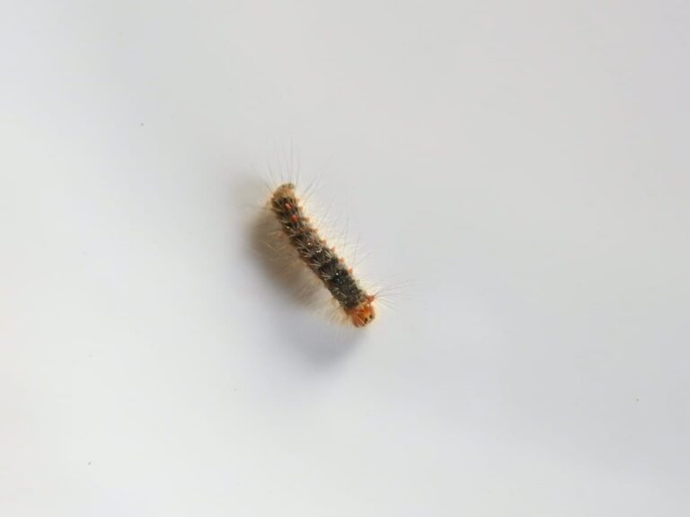 The apple worm | Photo: Chunnit Kesang