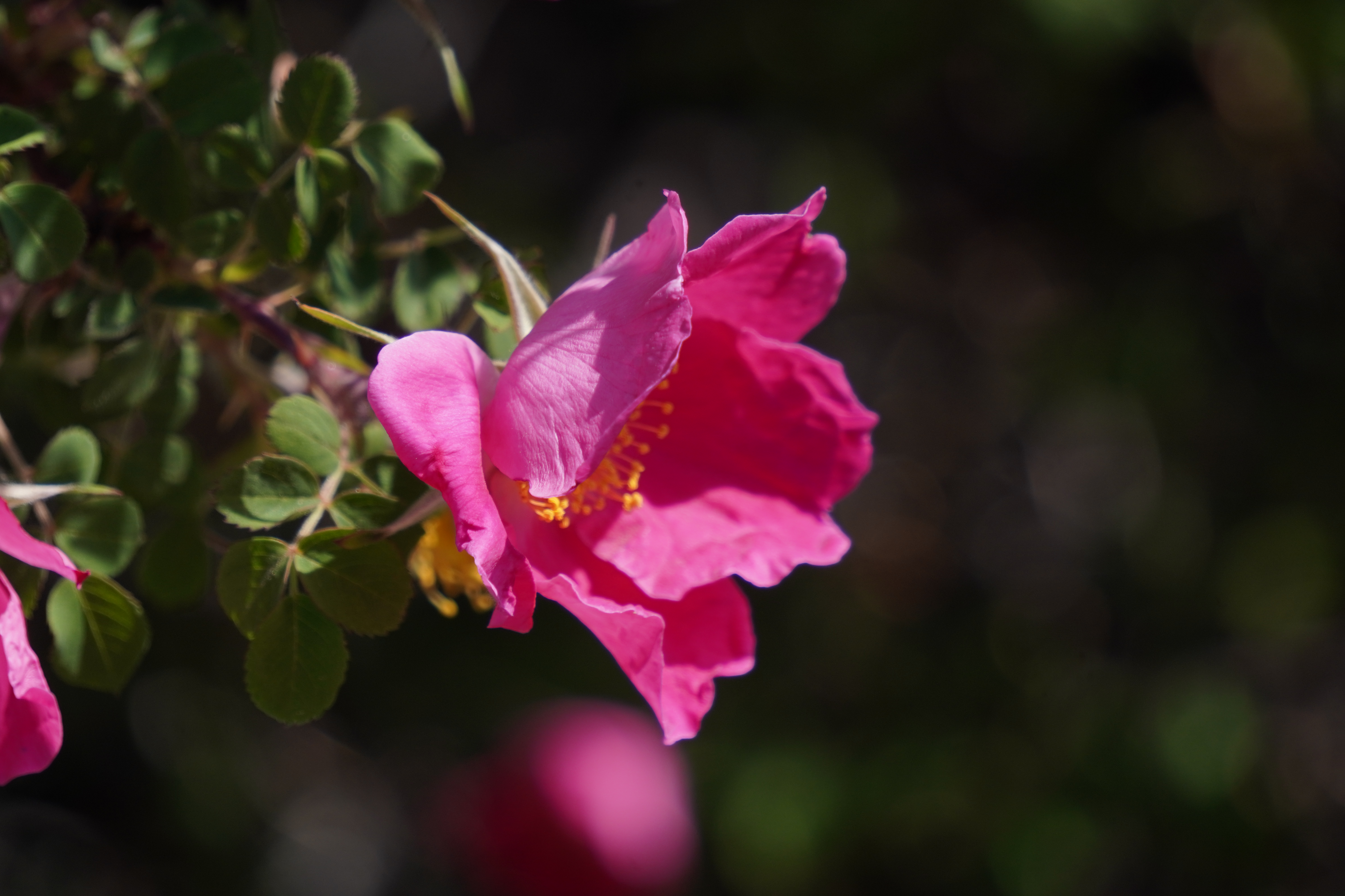 Flower of Rosa Webbiana | Photo: Deepshikha Sharma