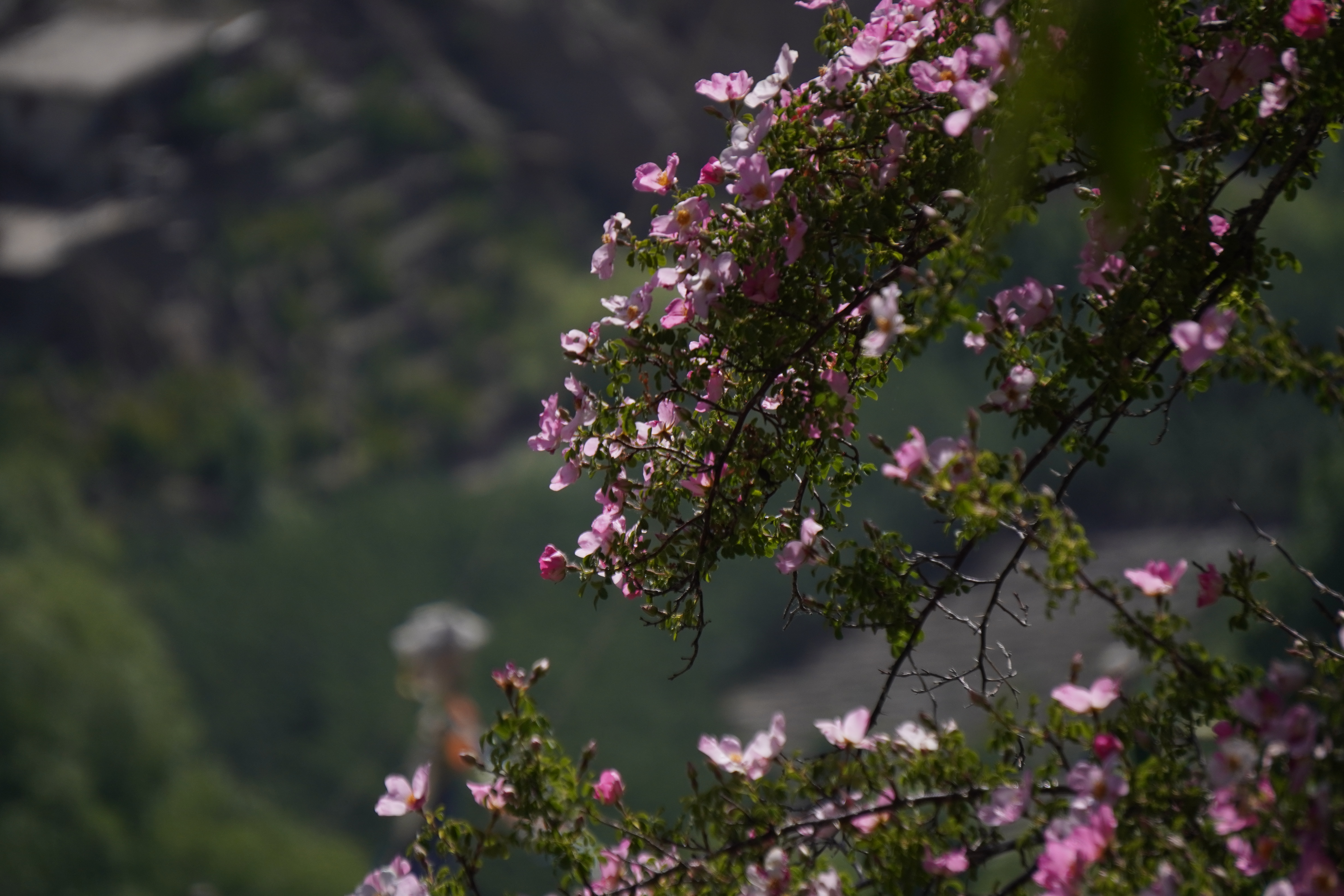 Rosa Webbiana | Photo: Deepshikha Sharma
