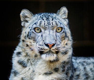 Snow Leopard | Photo: Adriaan Greyling