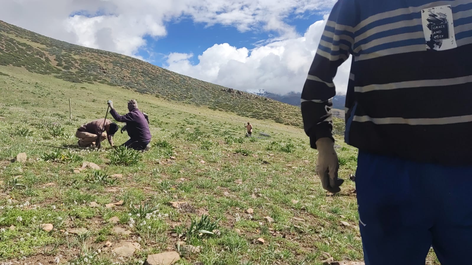 Amchi's collecting parts of plant for medicinal purpose | Photo: Mayank Kohli