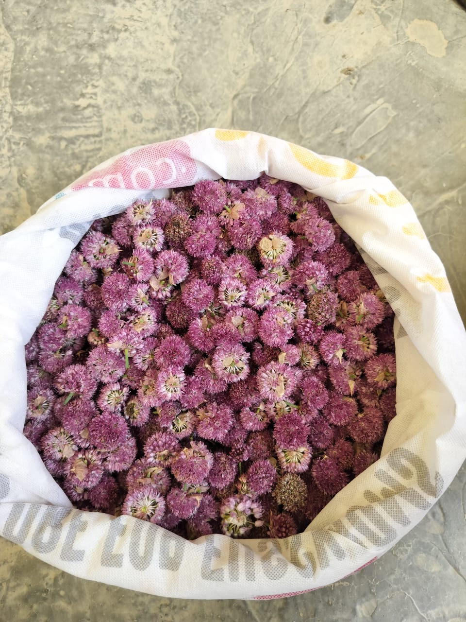 Freshly harvested Gyaman - flowers of Alluim sp | Photo: Chemi Lhamo