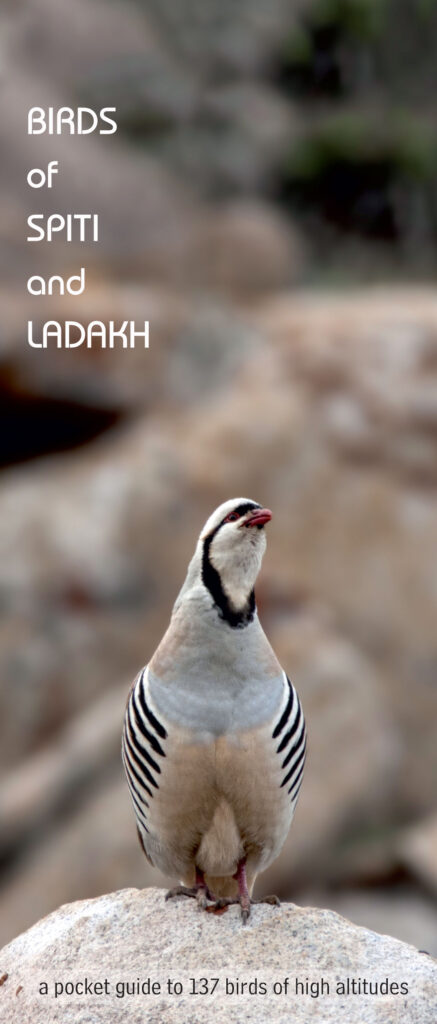 Birds of Spiti and Ladakh