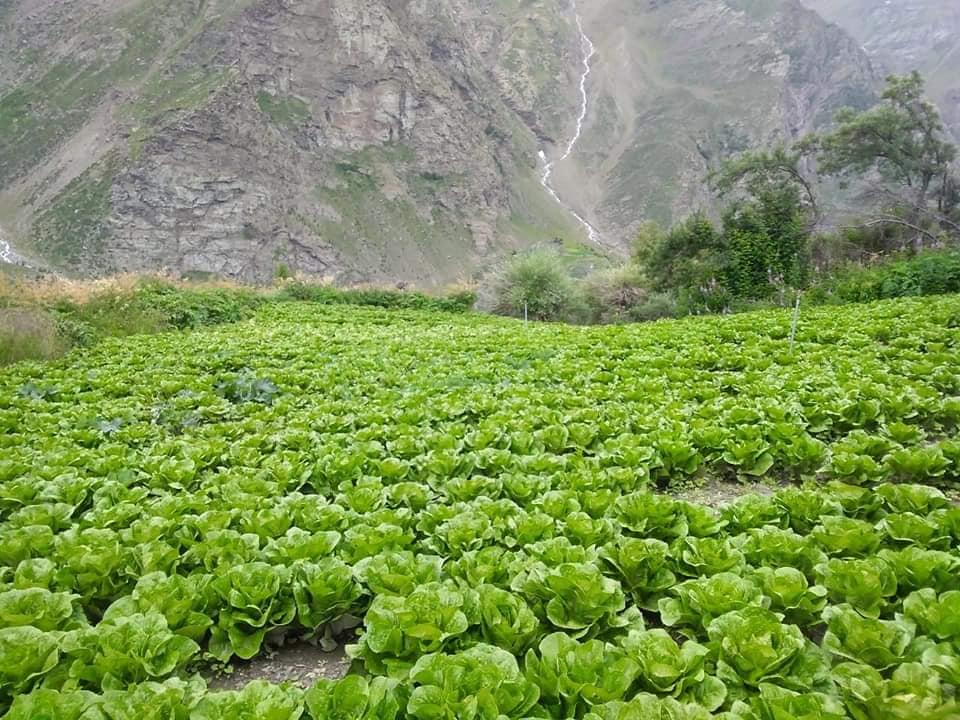 Photo: Tashi Angroop