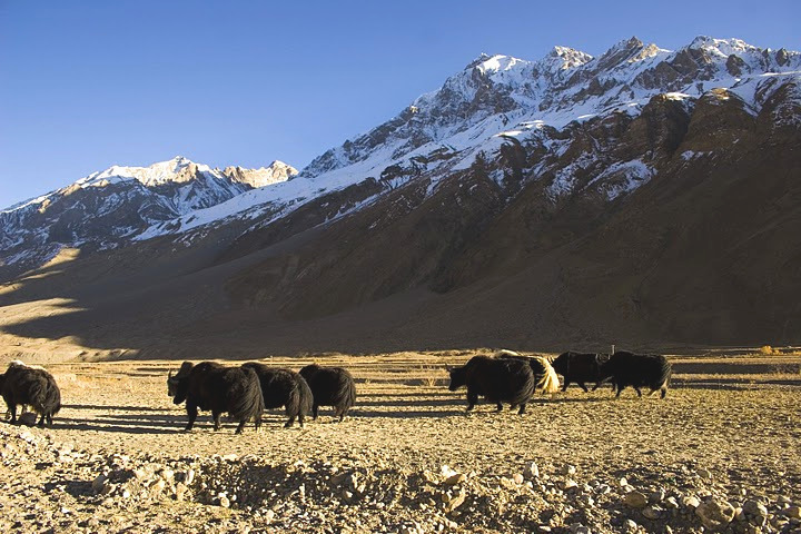 Domesticated Yaks