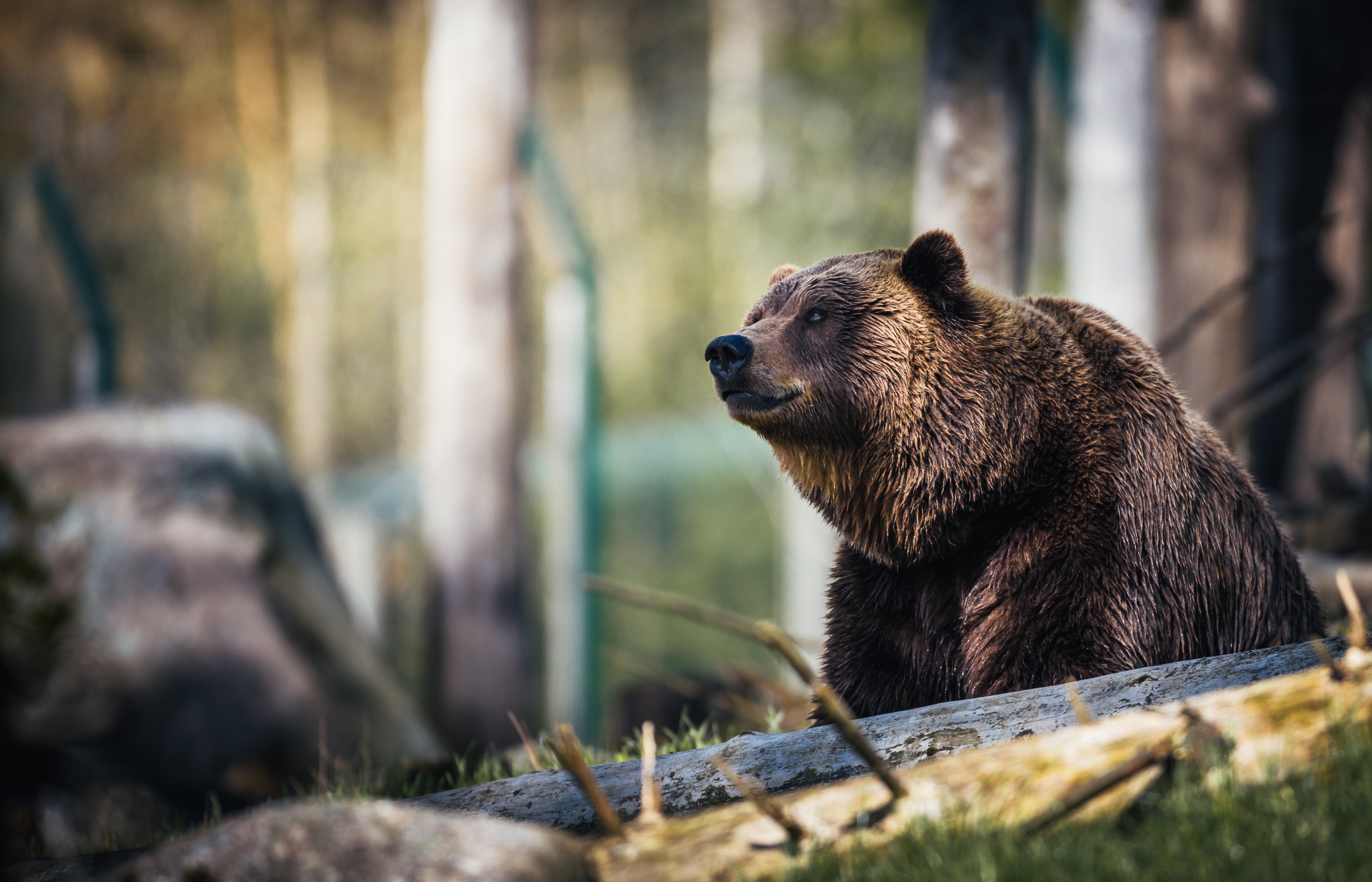 Brown Bear | Photo: Janko Ferlic (Pexels)