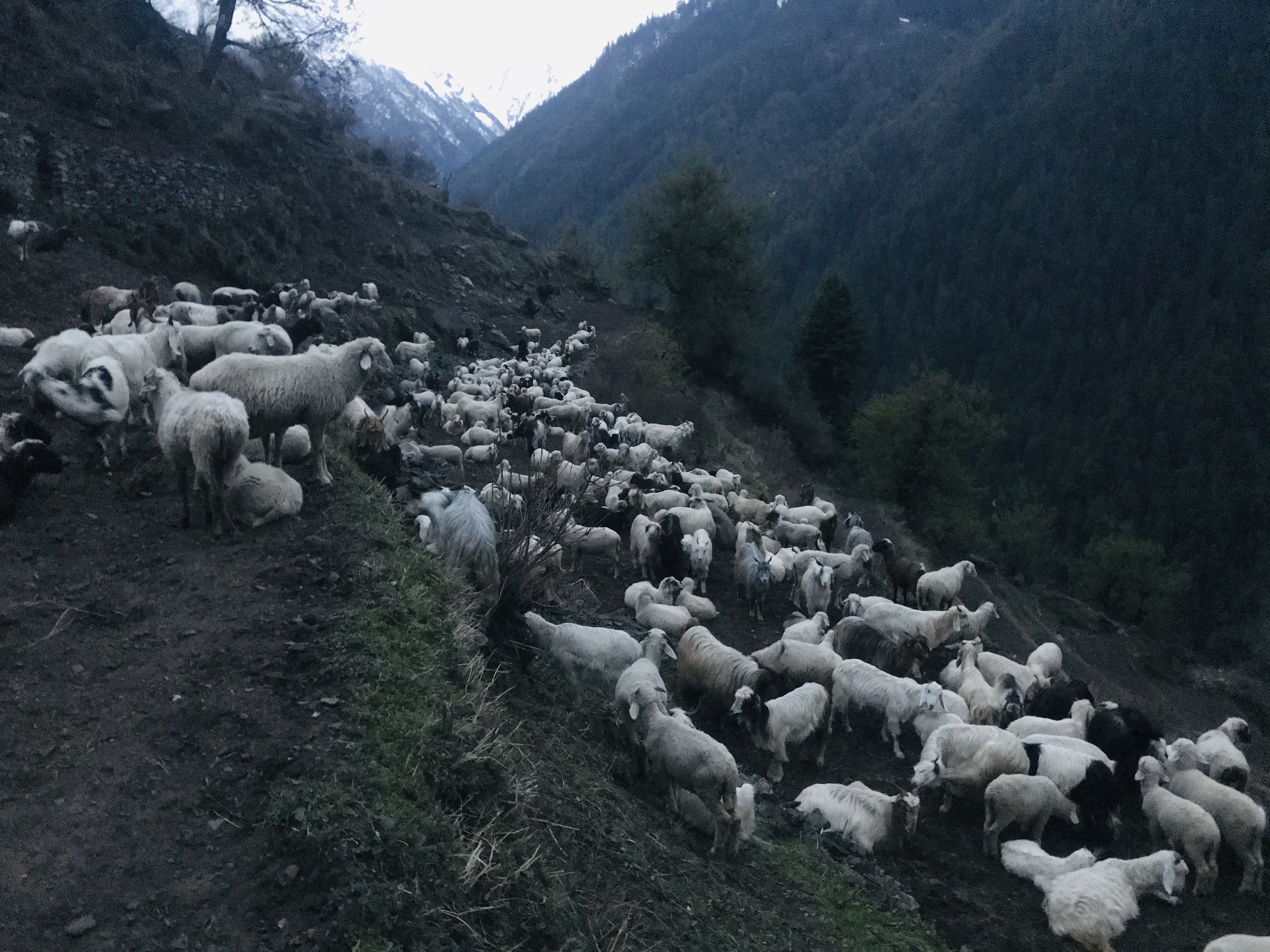 Herds of sheeps and goats return after grazing in the Dhar on the North-east of Kungti village | Photo: Virendra Mathur