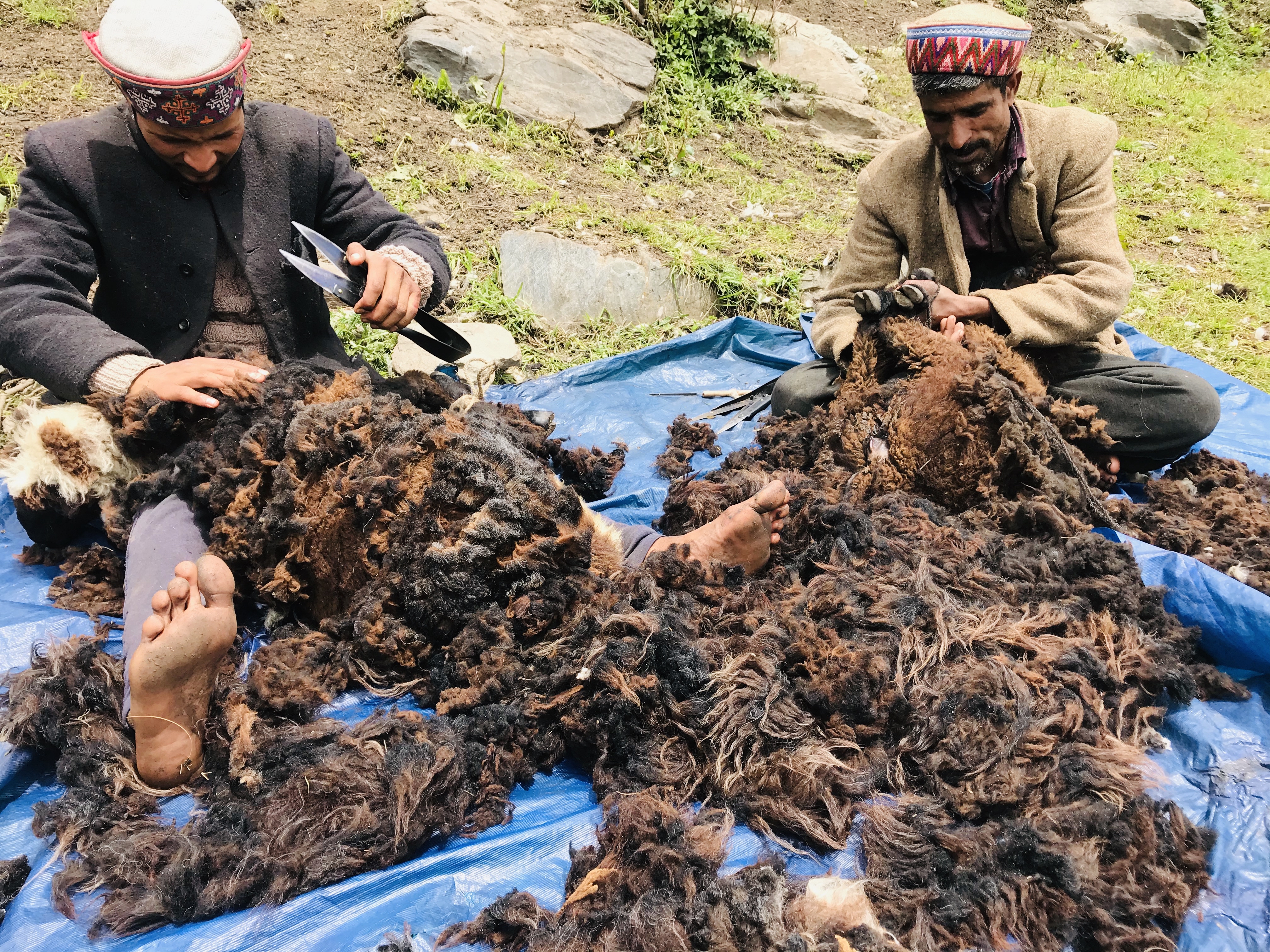 Subhash Bhai and Sonu Bhai shear wool from the sheeps in their herd. Shearing happens thrice in a one- year season, and while some herders use scissors , others use wool-trimmers for shearing the wool | Photo: Virendra Mathur