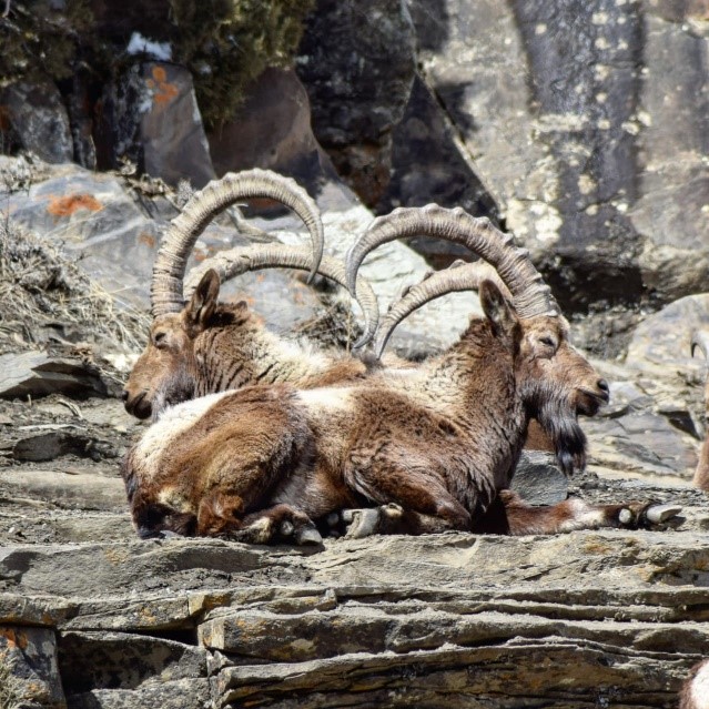 Two male ibexes resting | Photo: Tinkle Bhatt