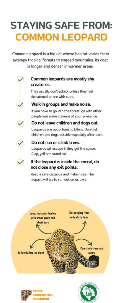 Staying safe from: Common Leopard