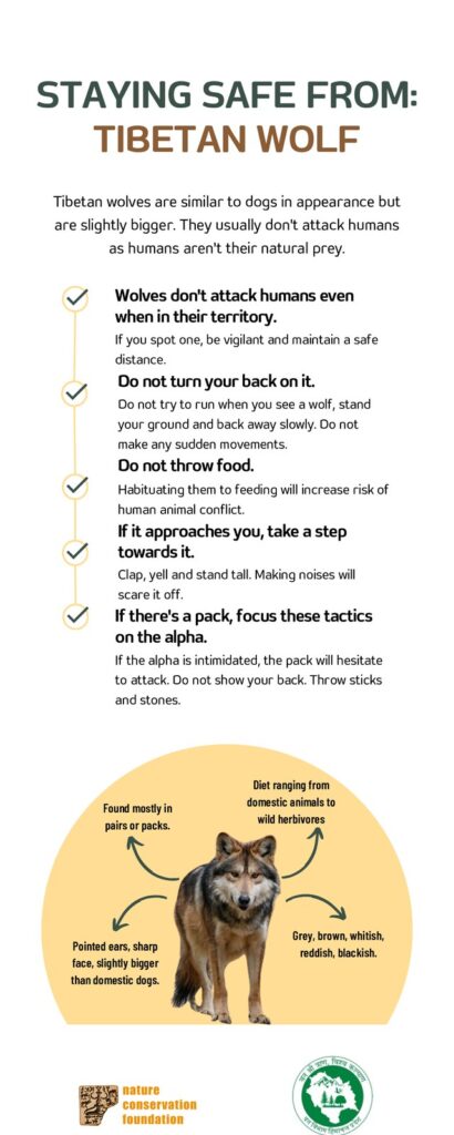 Staying safe from: Tibetan Wolf